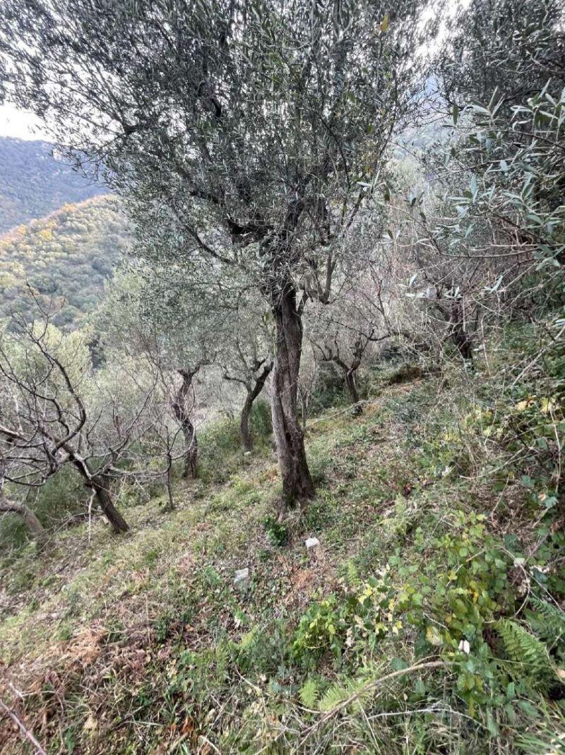 immobile terreno all'asta in vico equense localita' Sperlonca - 80069 Vico Equense (NA) - 1