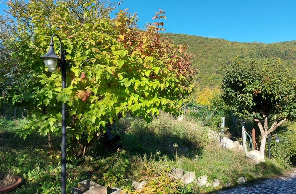 immobile terreno all'asta in via mazzini, n snc - 62034 Muccia (MC) - 1