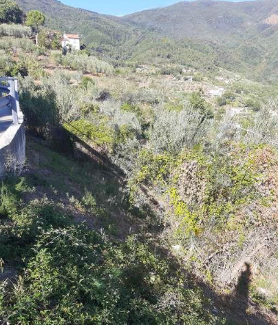 immobile terreno all'asta in località "Tobbiana", lungo la via di Fino Montale (PT) - 1