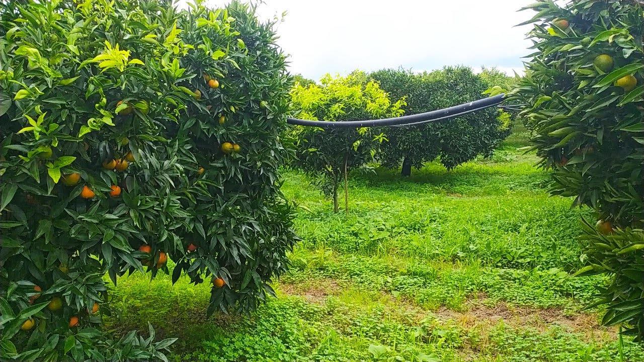 immobile terreno all'asta in località “Fabiana” - 89020 Candidoni (RC) - 1