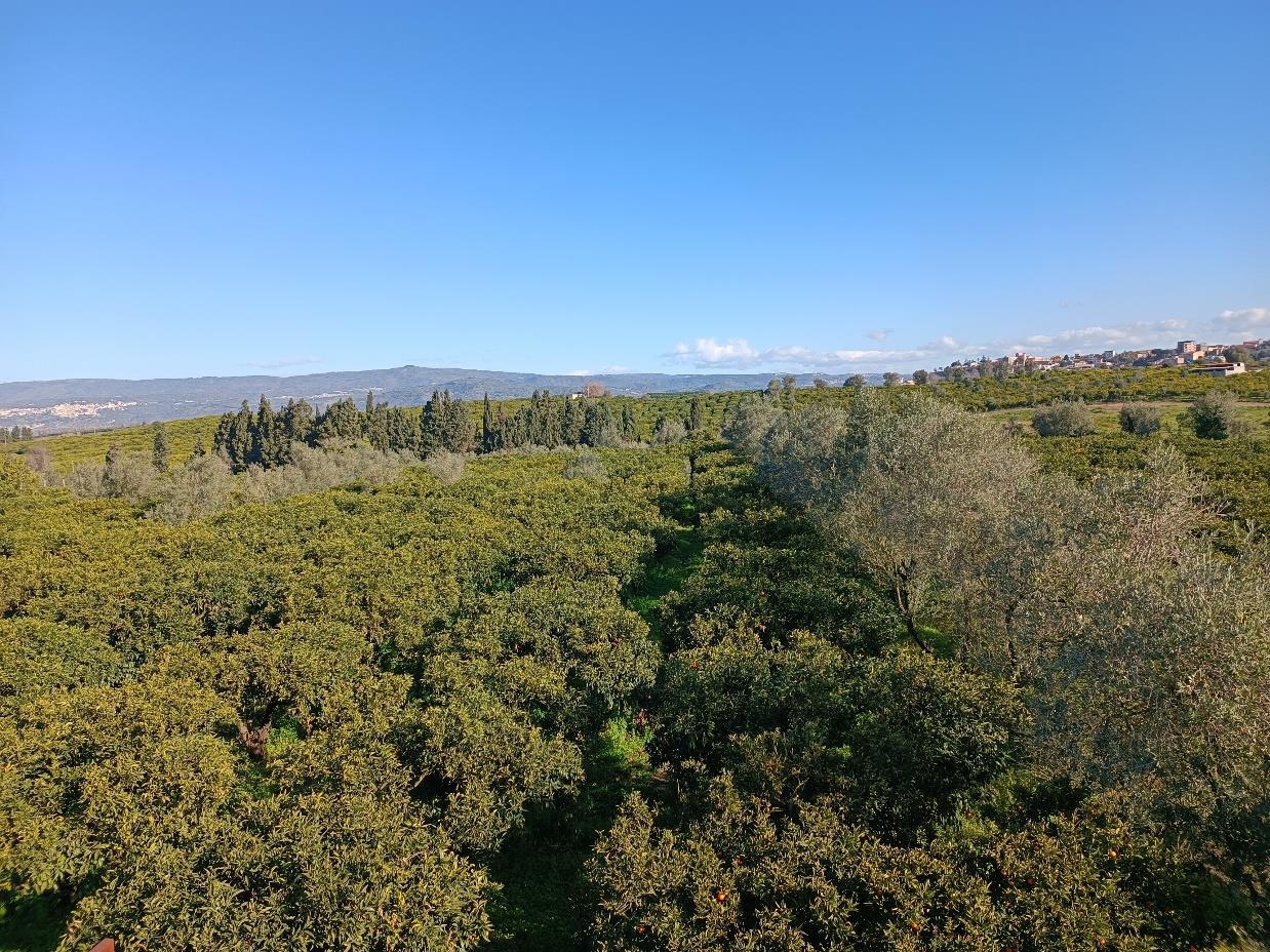 immobile terreno all'asta in località “Fabiana” - 89020 Candidoni (RC) - 5