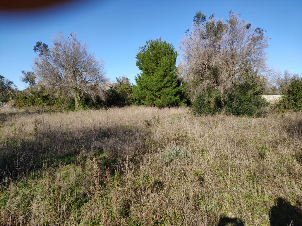 immobile terreno all'asta in zona a nord-est del comune di Presicce-Acquarica e compresa tra i comuni di Presicce-Acquarica e Alessano - 73031 Alessano (LE) - 1