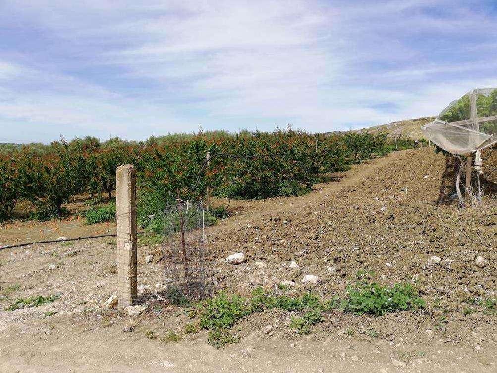 immobile terreno all'asta in Contrada Batia dei Giummello Naro (AG) - 5