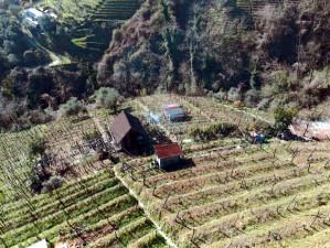 immobile terreno all'asta in Colline del Candia, Via dell'Uva - 54100 Massa (MS) - 2