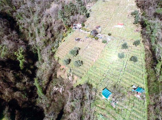 immobile terreno all'asta in Colline del Candia, Via dell'Uva - 54100 Massa (MS) - 1