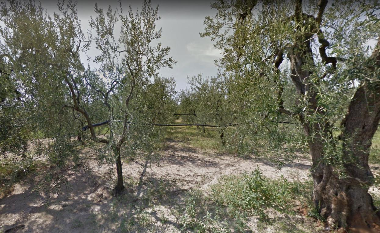 immobile terreno all'asta in Contrada Lama di Mucci - 76123 Andria (BT) - 1