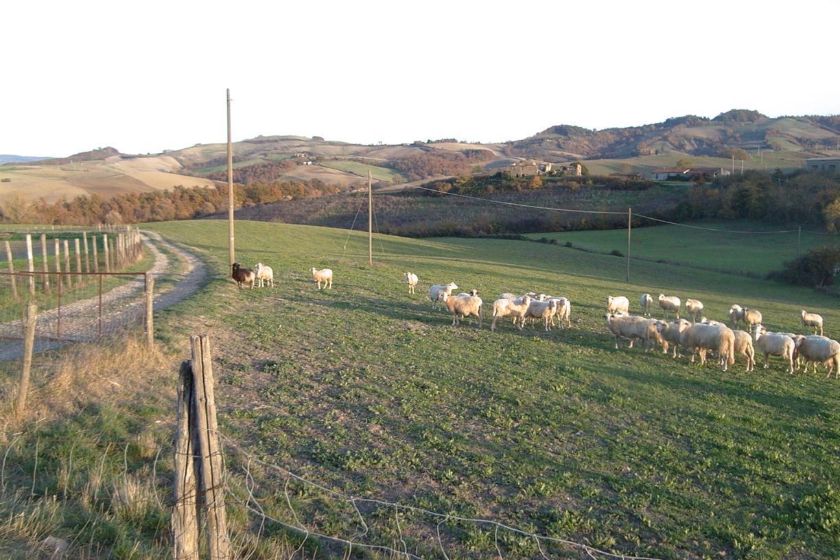 immobile terreno all'asta in loc case nardoni-San Giovanni delle contee Sorano (GR) - 3