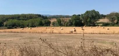 immobile terreno all'asta in Località Colle Comare - 00030 Genazzano (RM) - 1