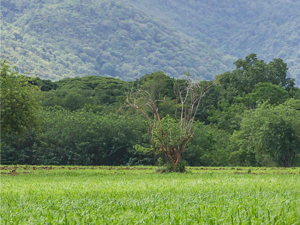 immobile terreno all'asta in località Colle Caipoli - 00010 Gallicano nel Lazio (RM) - 1