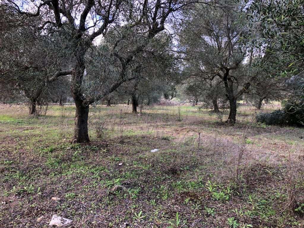 immobile terreno all'asta in contrada donnagnora - 72017 Ostuni (BR) - 2