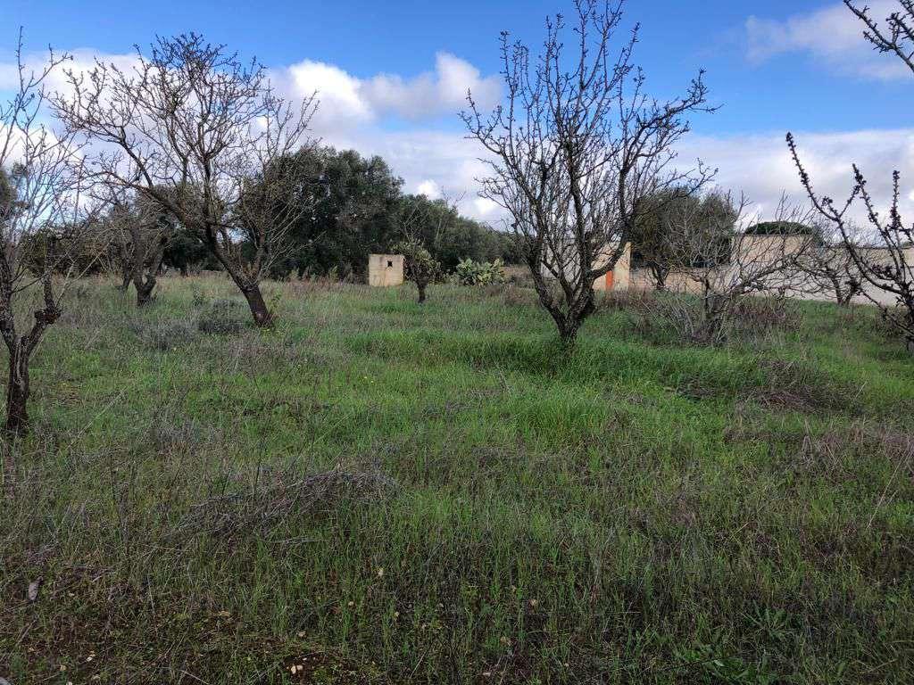 immobile terreno all'asta in contrada donnagnora - 72017 Ostuni (BR) - 3