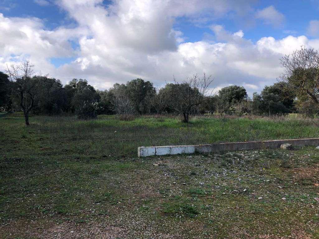 immobile terreno all'asta in contrada donnagnora - 72017 Ostuni (BR) - 4
