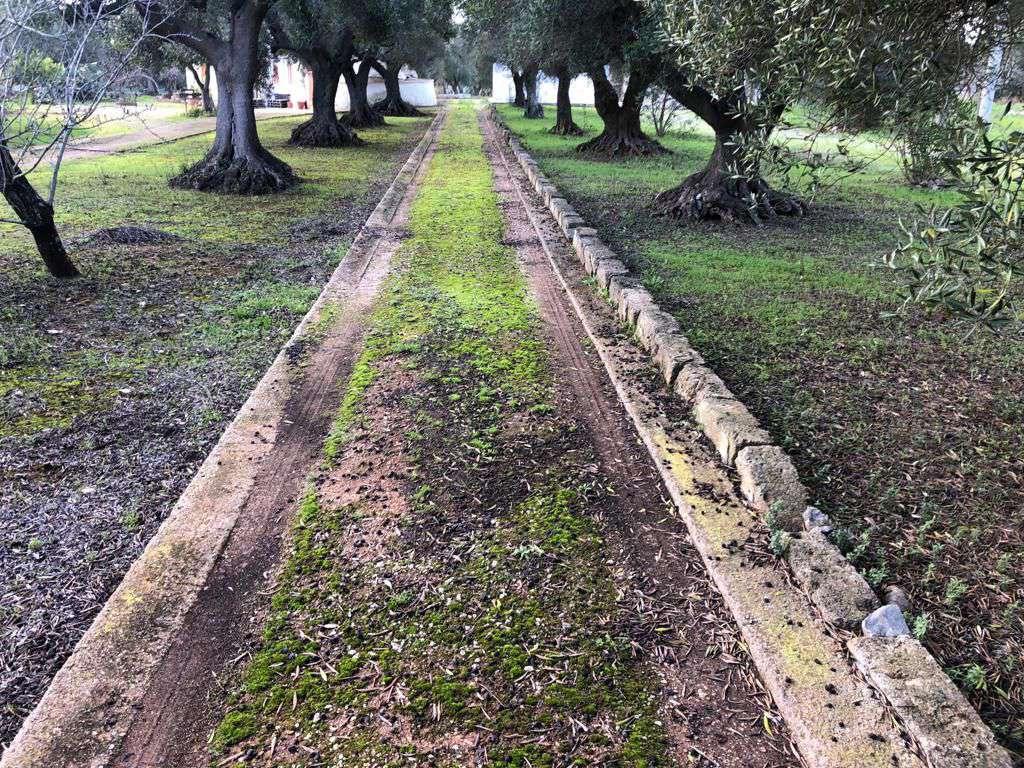 immobile terreno all'asta in contrada donnagnora - 72017 Ostuni (BR) - 5