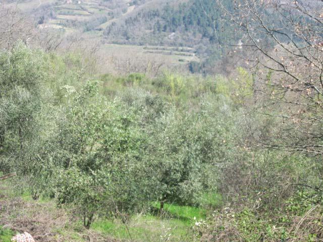 immobile terreno all'asta in Localita' Doccia - Strada vicinale di Montalto snc - 50065 Pontassieve (FI) - 4