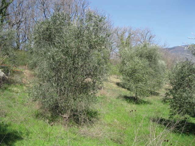 immobile terreno all'asta in Localita' Doccia - Strada vicinale di Montalto snc - 50065 Pontassieve (FI) - 5