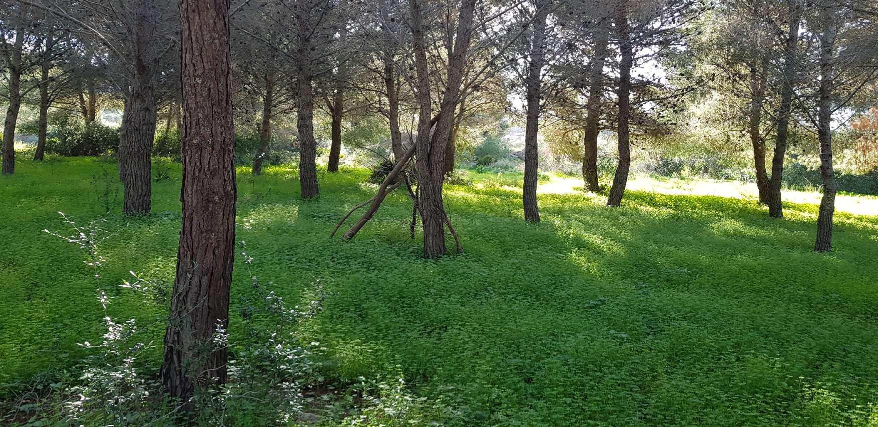 immobile terreno all'asta in Contrada Rakalia - 91025 Marsala (TP) - 3