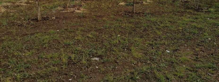 immobile terreno all'asta in Località Reina - 81050 Francolise (CE) - 4