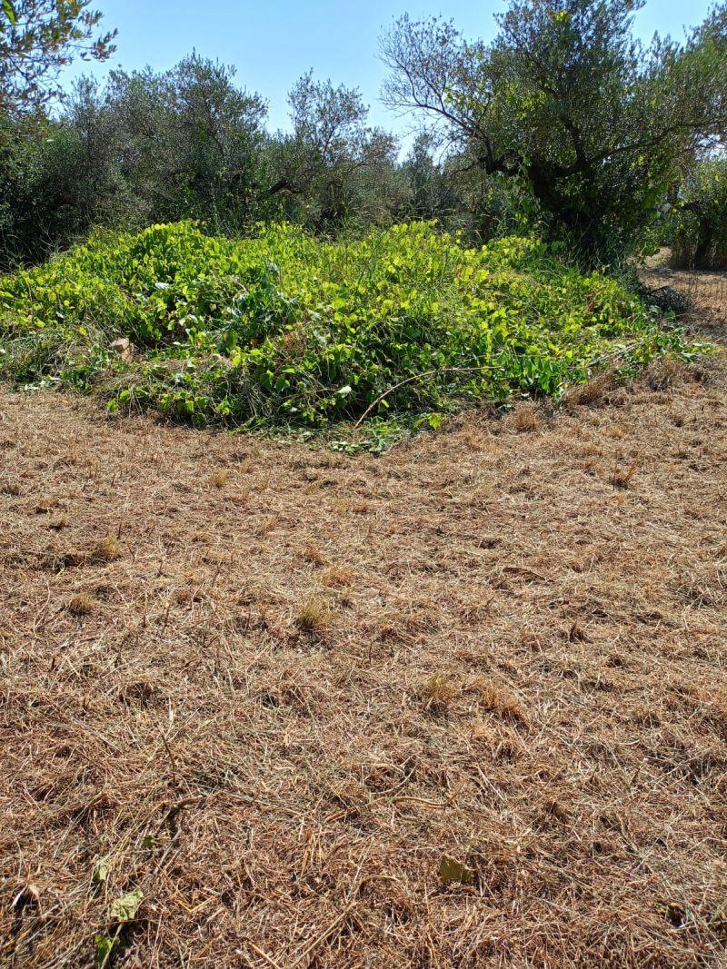 immobile terreno all'asta in contrada Gallo Loreto Aprutino (PE) - 5
