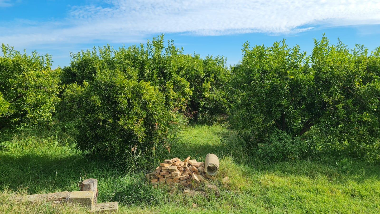 immobile terreno all'asta in Contrada Pigna, area Corigliano sn - 87064 Corigliano-Rossano (CS) - 1