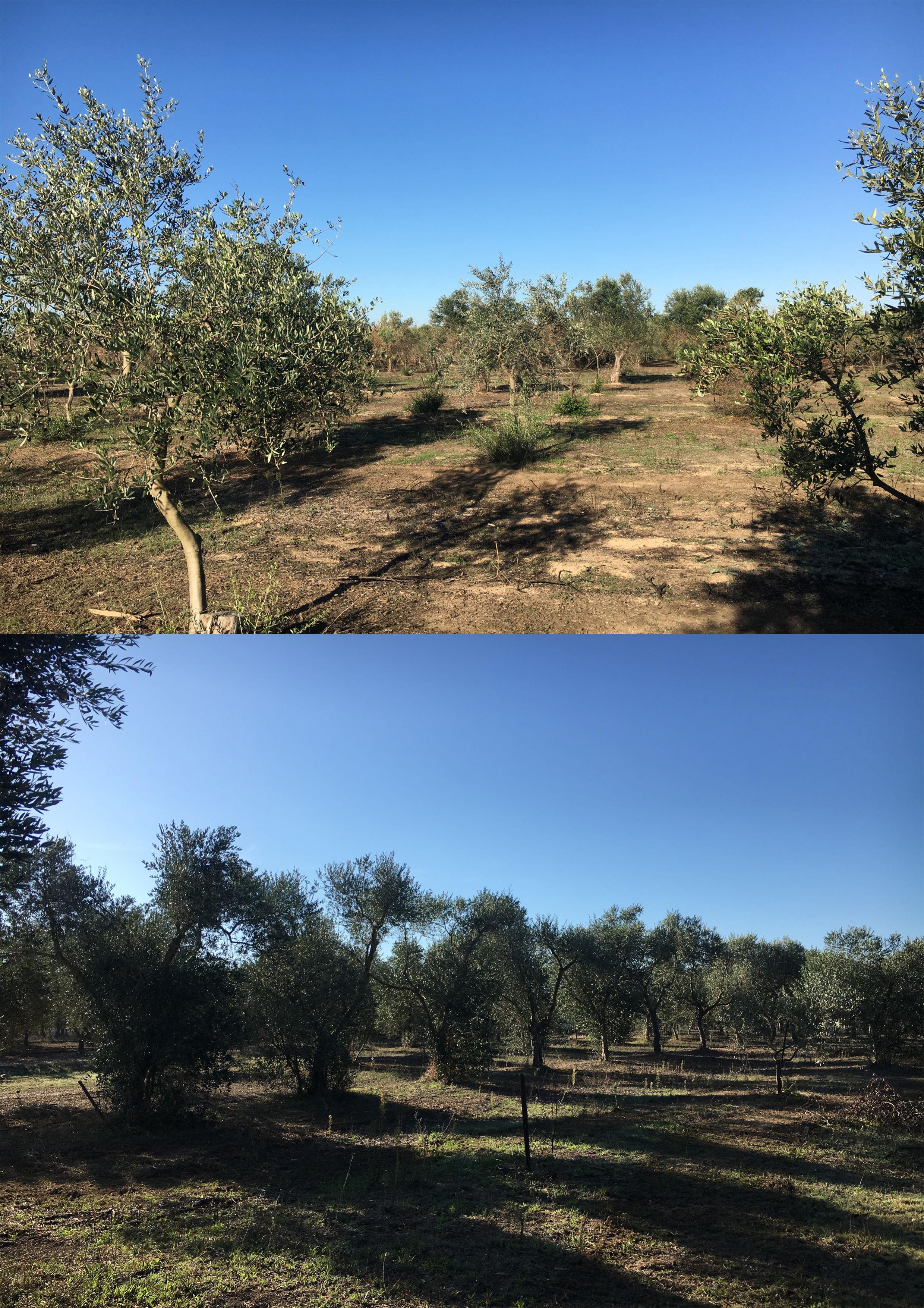 immobile terreno all'asta in Masseria Chiodi Nardò (LE) - 4