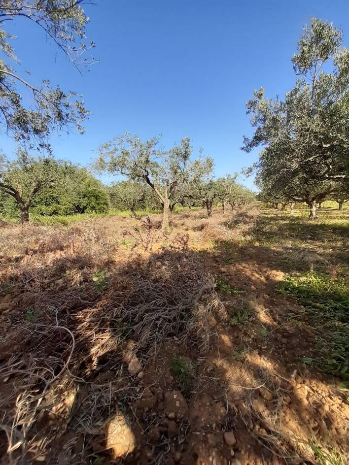 immobile terreno all'asta in CONTRADA BIRGI BUGGIURANO - 91025 Marsala (TP) - 1