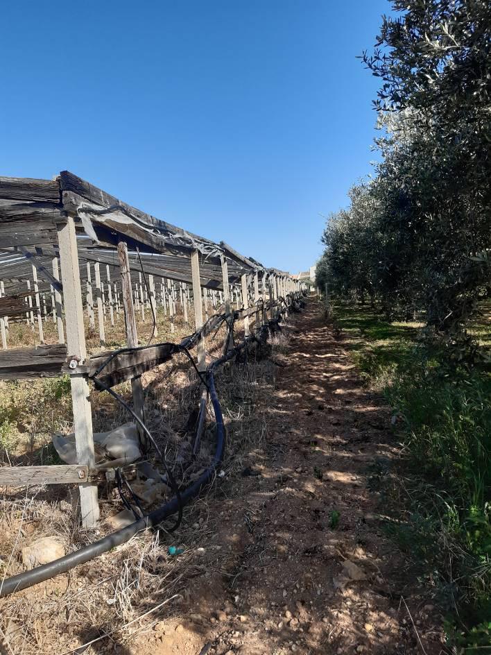 immobile terreno all'asta in CONTRADA BIRGI BUGGIURANO - 91025 Marsala (TP) - 5
