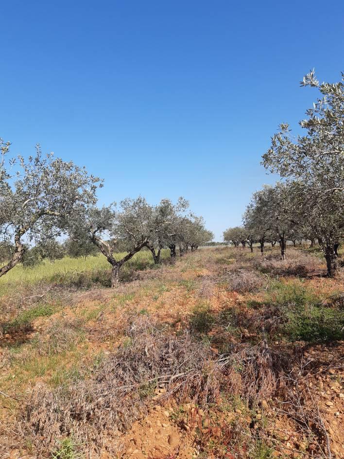 immobile terreno all'asta in CONTRADA BIRGI NIVALORO - 91025 Marsala (TP) - 2