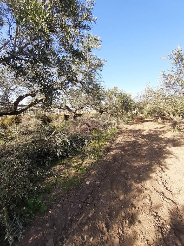 immobile terreno all'asta in CONTRADA BIRGI NIVALORO - 91025 Marsala (TP) - 4