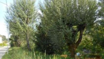 immobile terreno all'asta in Via Enrico Medi 4 - 55051 Barga (LU) - 1