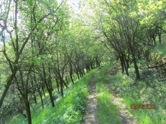 immobile terreno all'asta in Localita' Maso Puller - 38057 Pergine Valsugana (TN) - 5