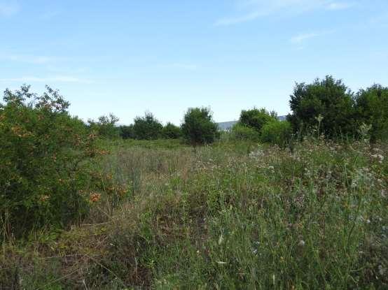 immobile terreno all'asta in LOCALITA' MAIORISI - 81057 Teano (CE) - 5