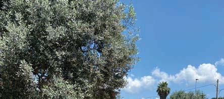 immobile appartamento all'asta in via Lepanto I Trav  Privata, 124 - 89046 Marina di Gioiosa Ionica (RC) - 2