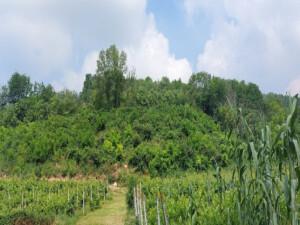 immobile terreno all'asta in Loc Contrada Valle San Giorgio, Via Monticelli, snc - 35030 Baone (PD) - 2
