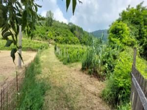 immobile terreno all'asta in Loc Contrada Valle San Giorgio, Via Monticelli, snc - 35030 Baone (PD) - 3