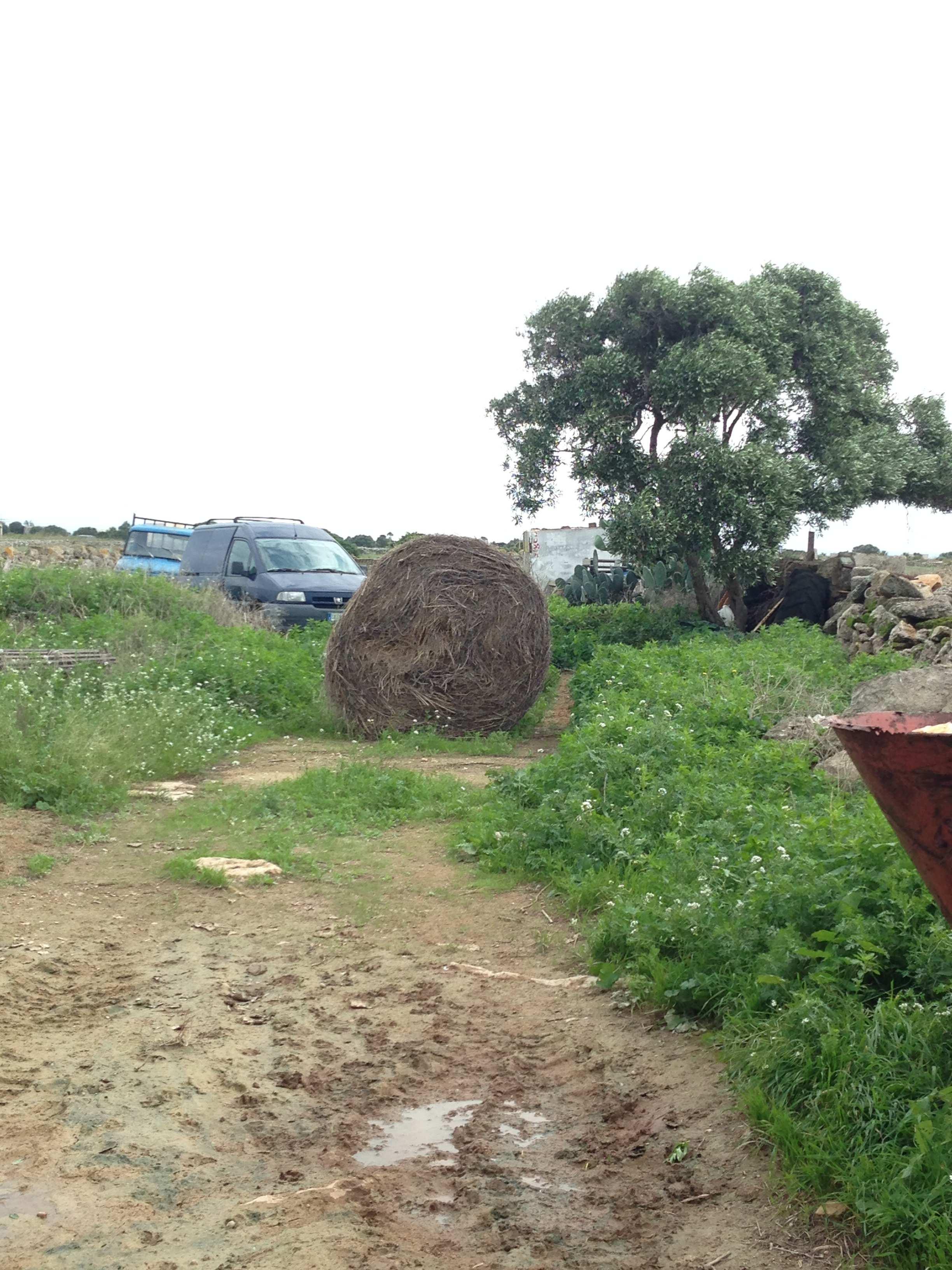 immobile rustico all'asta in Cda Tre Cannelle Strada Comunale Sette minne - 91023 Favignana (TP) - 2