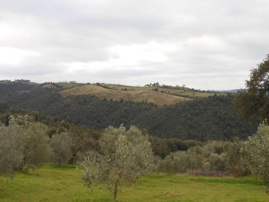 immobile terreno all'asta in Localita' Aquiloni snc - 58054 Scansano (GR) - 4