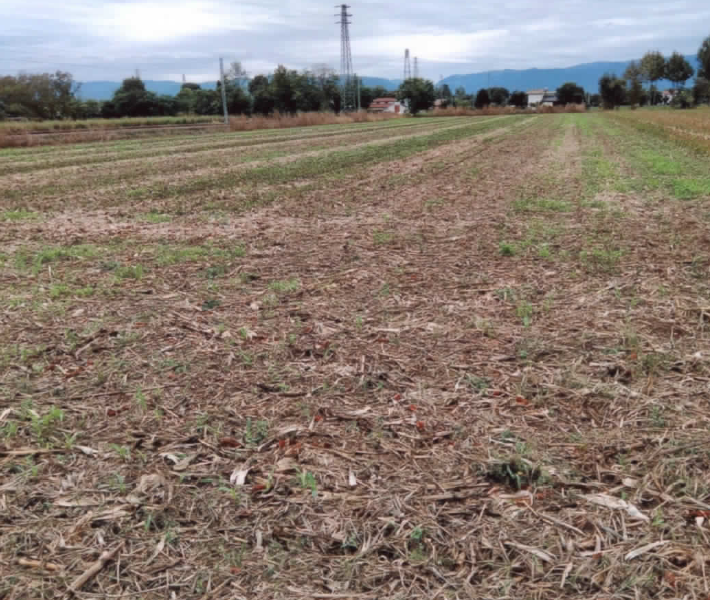 immobile terreno all'asta in accesso da via Delle Acacie - 35013 Cittadella (PD) - 1
