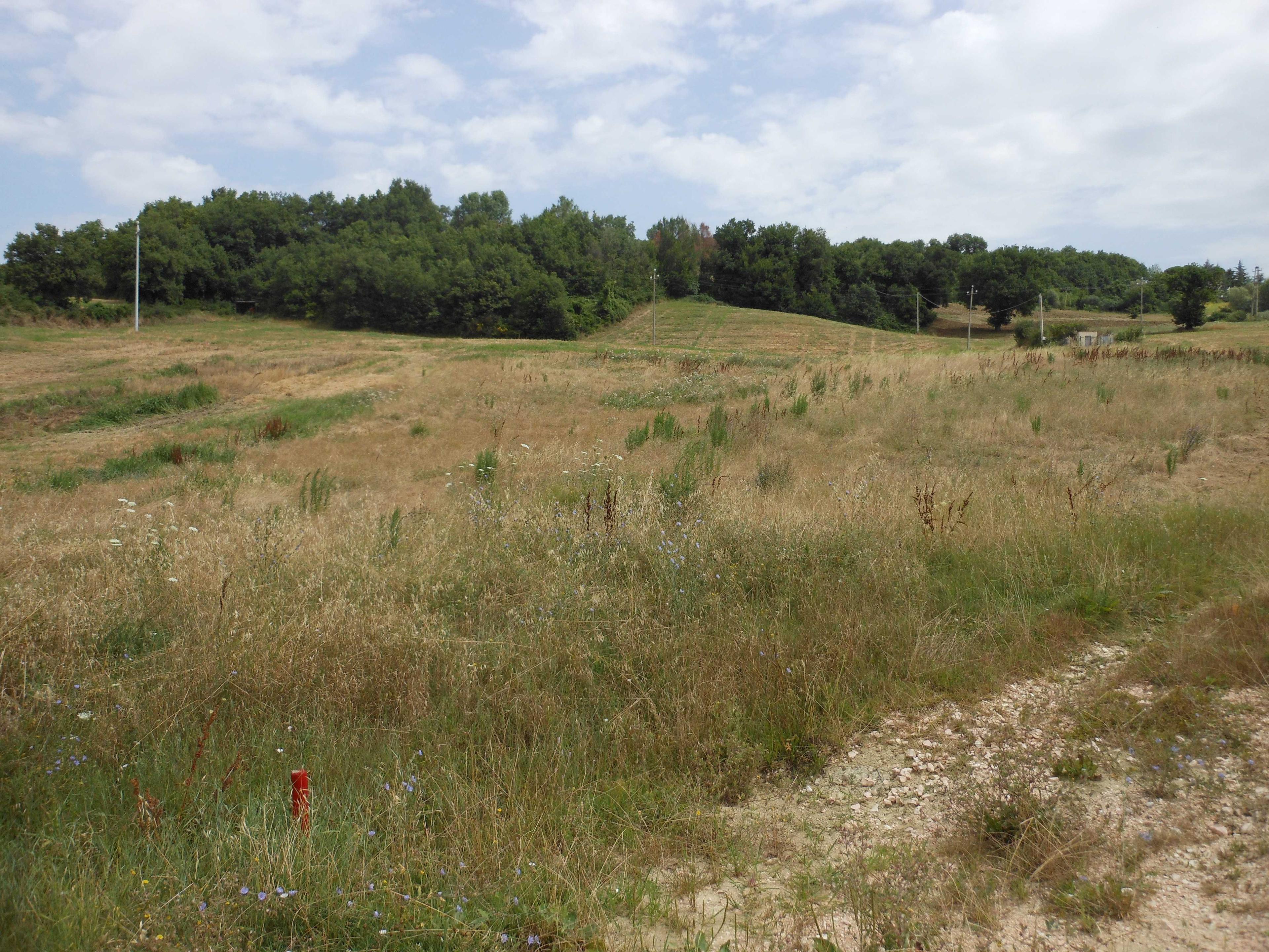 immobile terreno all'asta in località Colvenale - 62020 Camporotondo di Fiastrone (MC) - 5