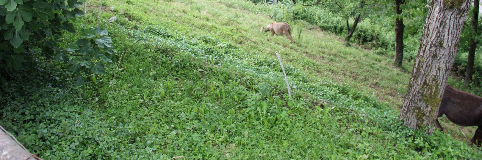 immobile terreno all'asta in Via Prealpina Inferiore n 5 Gorno (BG) - 1