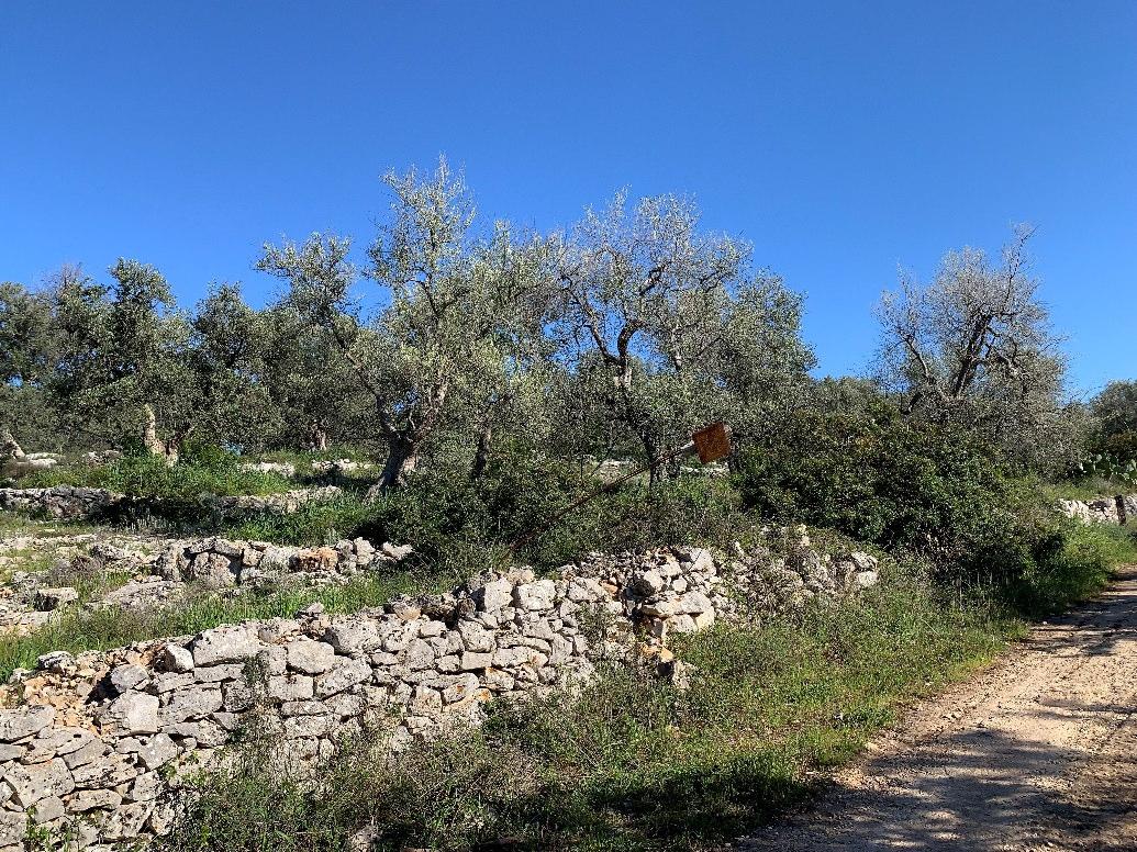 immobile terreno all'asta in Frazione Contrada Abbazia di Tufari - 76121 Bisceglie (BT) - 2