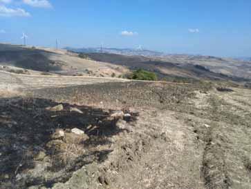 immobile rustico all'asta in Contrada Cerro Campone  - 86040 Pietracatella (CB) - 5