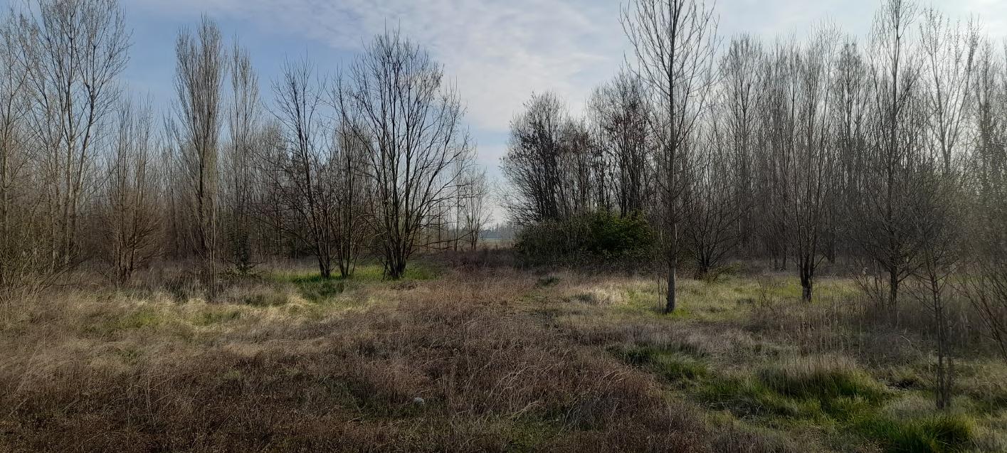 immobile terreno all'asta in Via Alta, 167 - 30020 Marcon (VE) - 5