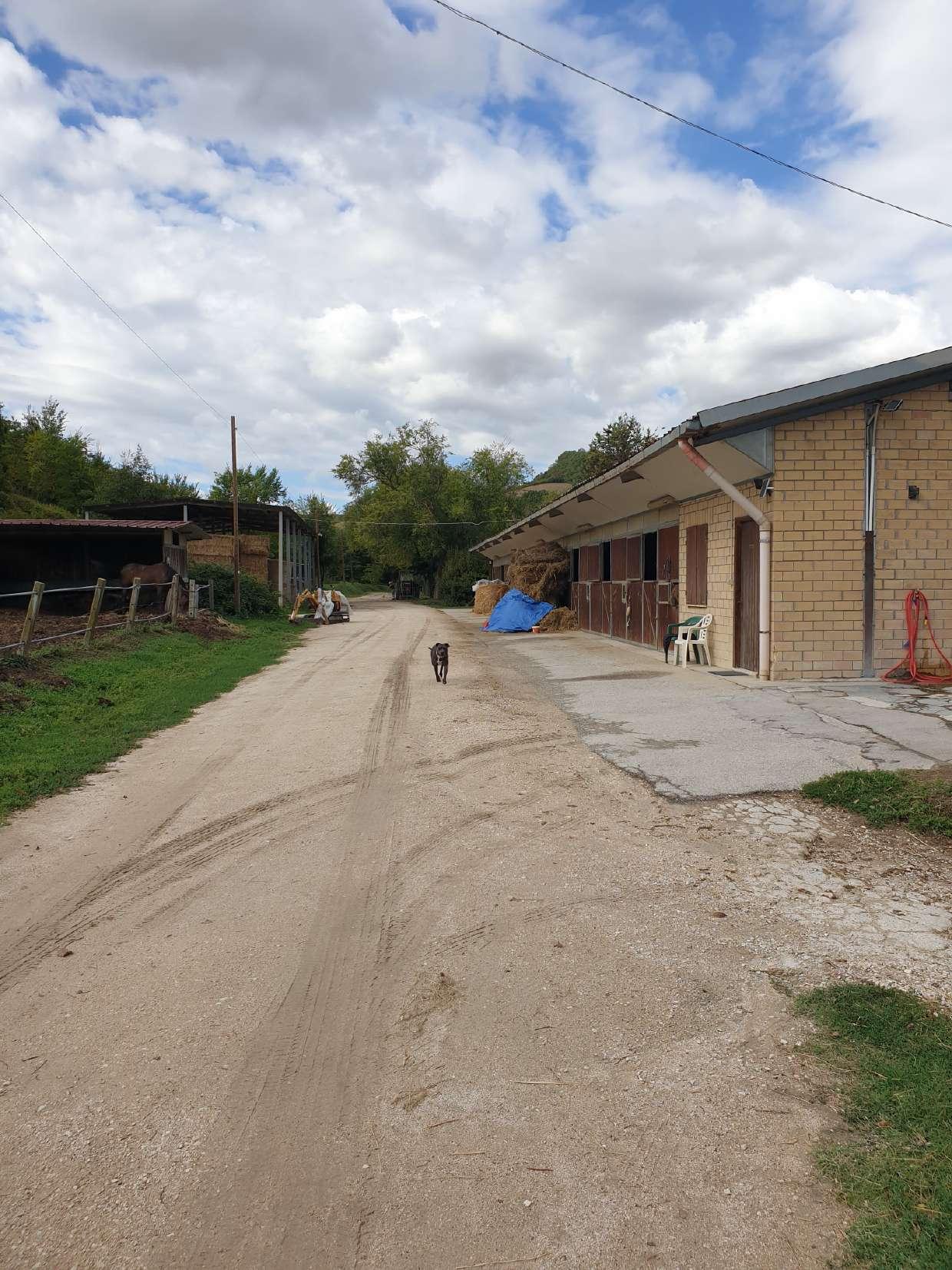 immobile attivita commerciale all'asta in CONTRADA LAVANDARA FRAZ CALDARETTE D'ETE - 63900 Fermo (FM) - 5