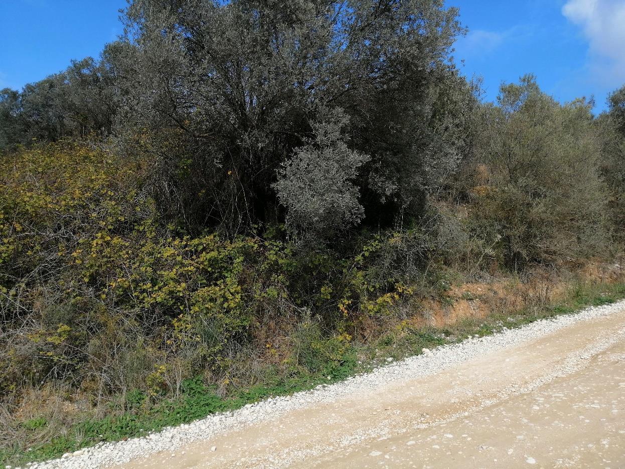 immobile terreno all'asta in Contrada SAN SALVATORE - 63038 Ripatransone (AP) - 2