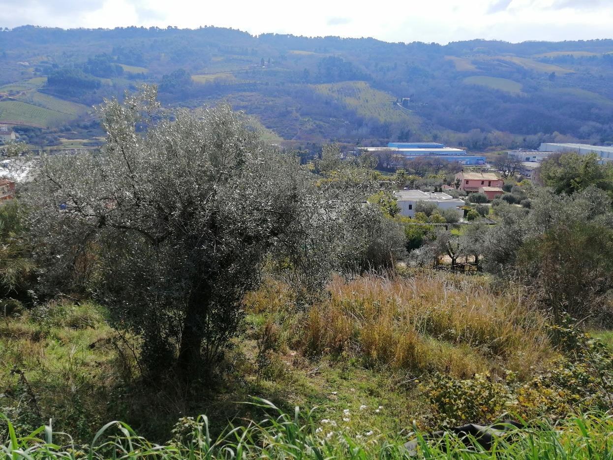 immobile terreno all'asta in Contrada SAN SALVATORE - 63038 Ripatransone (AP) - 5