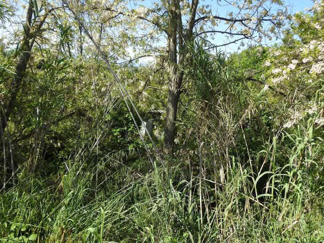 immobile terreno all'asta in Frazione Scerne di Pineto - 64025 Pineto (TE) - 2