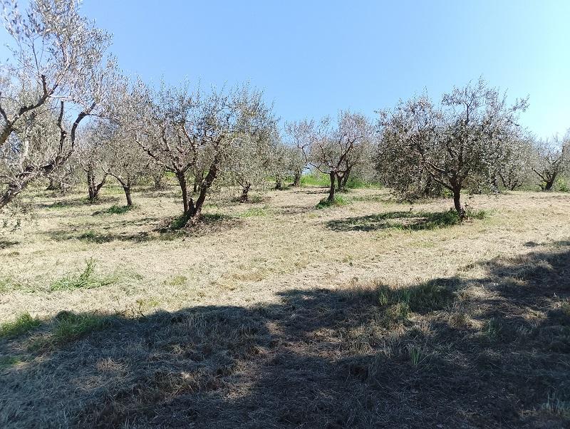 immobile terreno all'asta in VIA EUROPA - 06050 Collazzone (PG) - 2