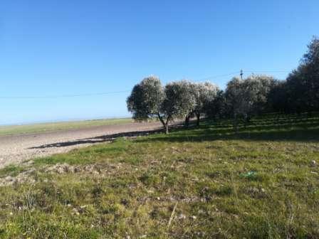 immobile terreno all'asta in Località Santa Giusta - 71029 Troia (FG) - 1