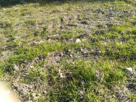 immobile terreno all'asta in Località Santa Giusta - 71029 Troia (FG) - 4