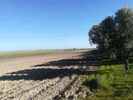 immobile terreno all'asta in Località Santa Giusta - 71029 Troia (FG) - 5